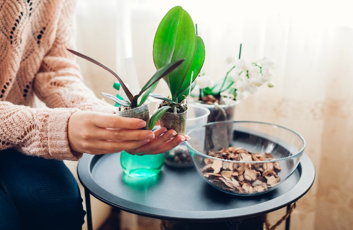 Eine Frau hält den Ableger einer Orchidee in einem kleinen Pflanzgefäß.