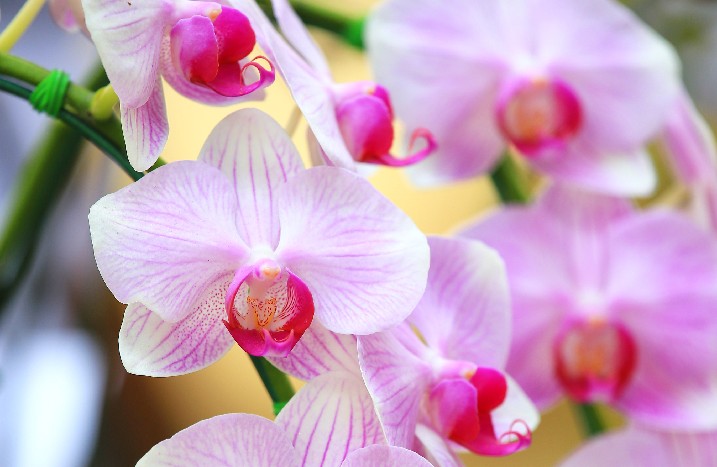 Nahaufnahme einer blühenden Orchidee.