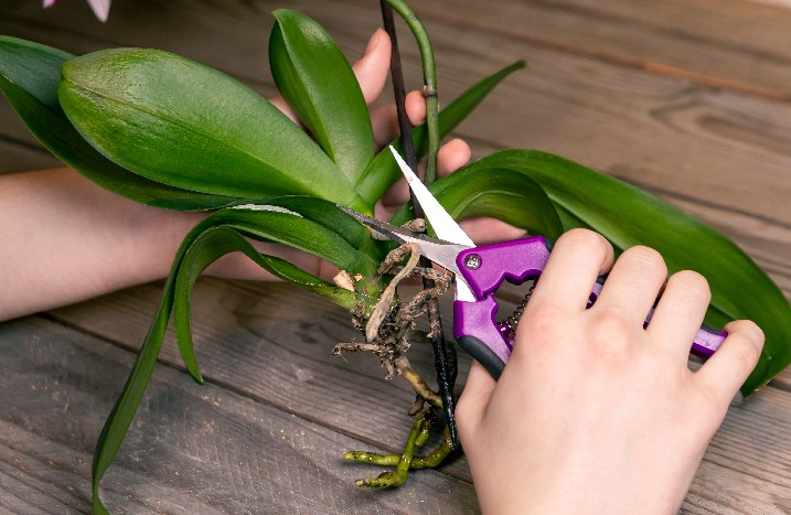Eine Orchidee wird mit einer Spezialschere geschnitten.