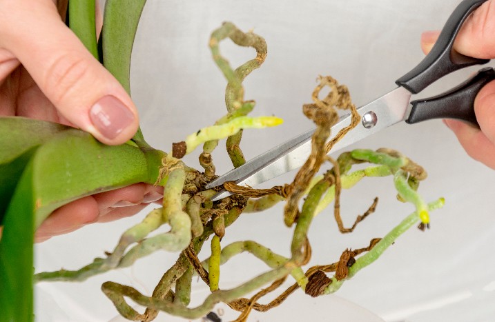 Nahaufnahme von den Wurzeln einer Orchidee beim Rückschnitt.