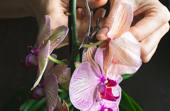 Eine verblühte Orchidee wird zurückgeschnitten.