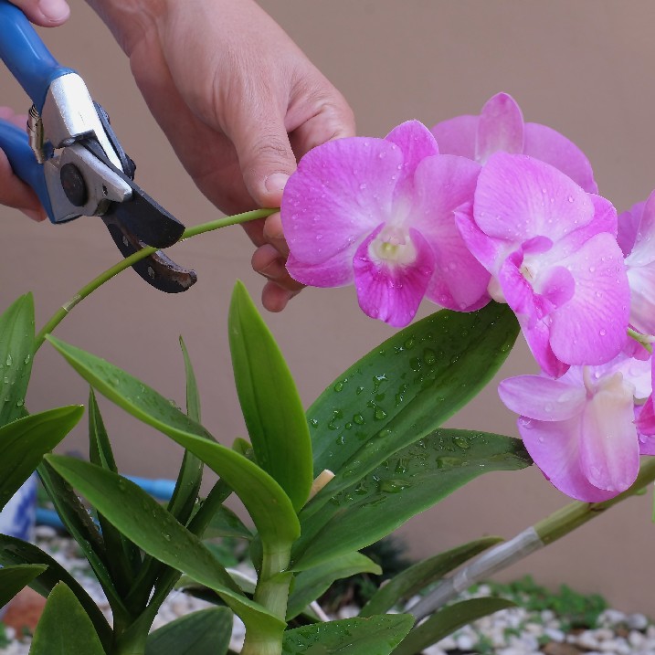 Orchideen schneiden
