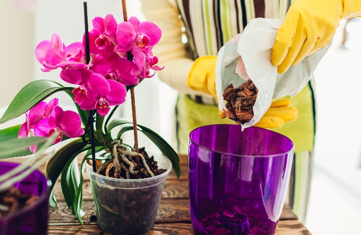 Frau füllt Topf für neue Orchidee