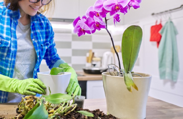 Frau pflanzt neue Orchidee ein