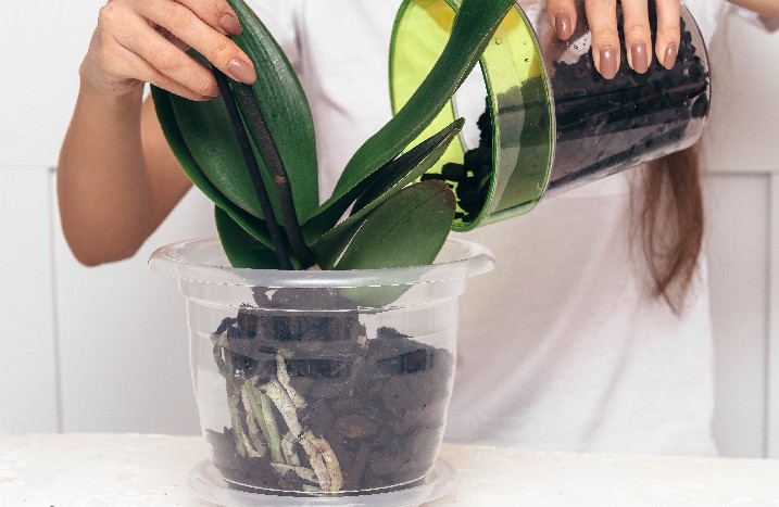 Frau füllt Erde zu Orchidee