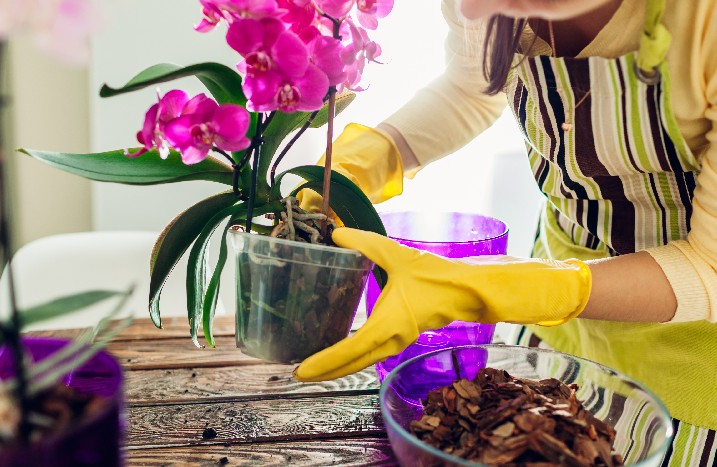 Orchidee wird aus Topf gelöst