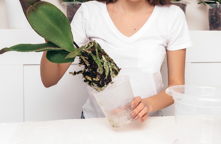 Frau zieht Orchidee aus einem Topf