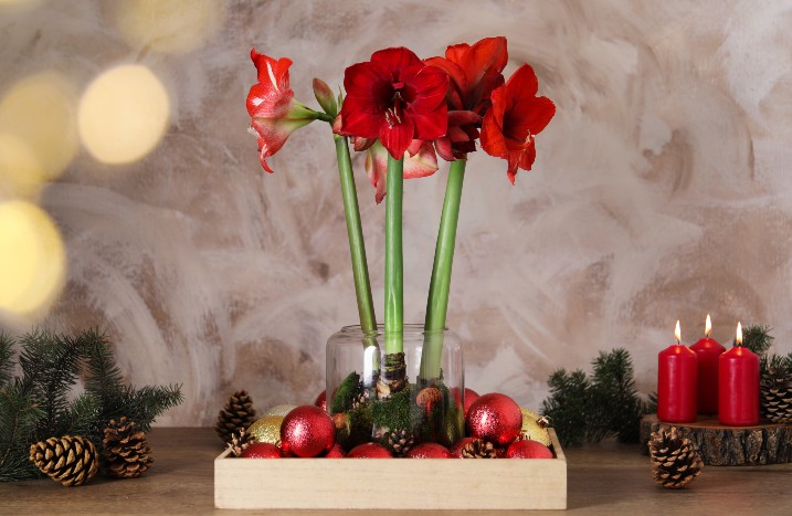 rote Amaryllis mit Weihnachtsdeko