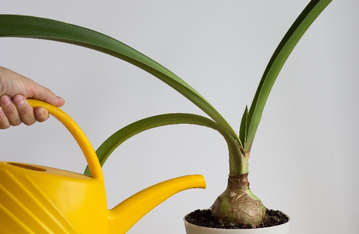 Amaryllis wird mit gelber Giedskanne gegossen