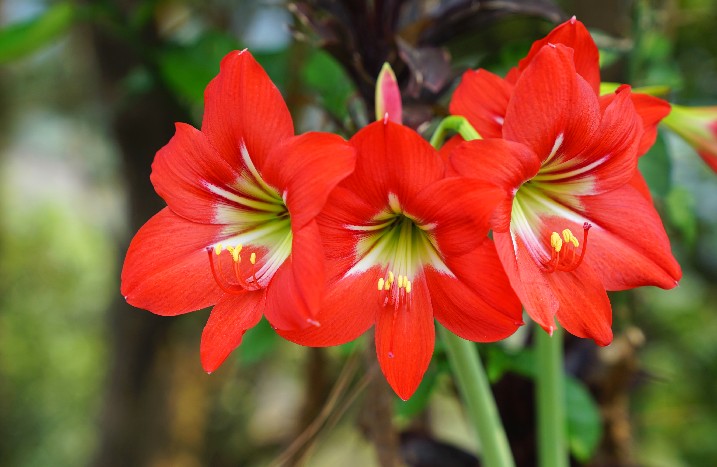 rote, blühende Amaryllis