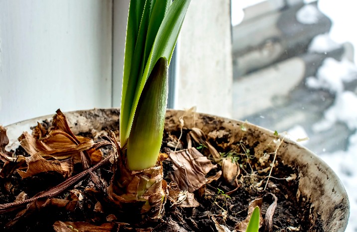 Amaryllis im Winter auf dem Fensterbrett