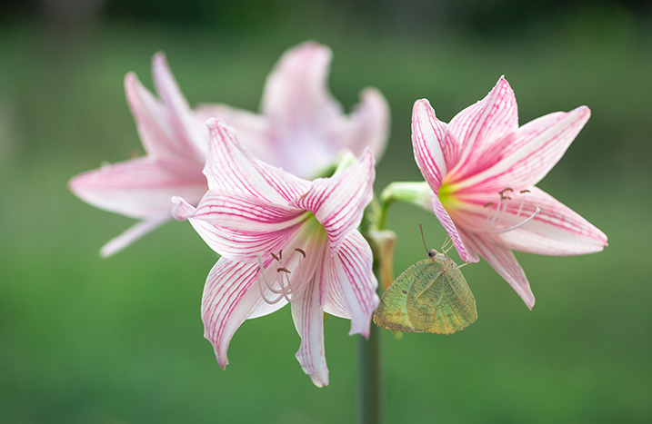 helle, blühende Amaryllis