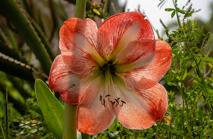 blühende Amaryllis