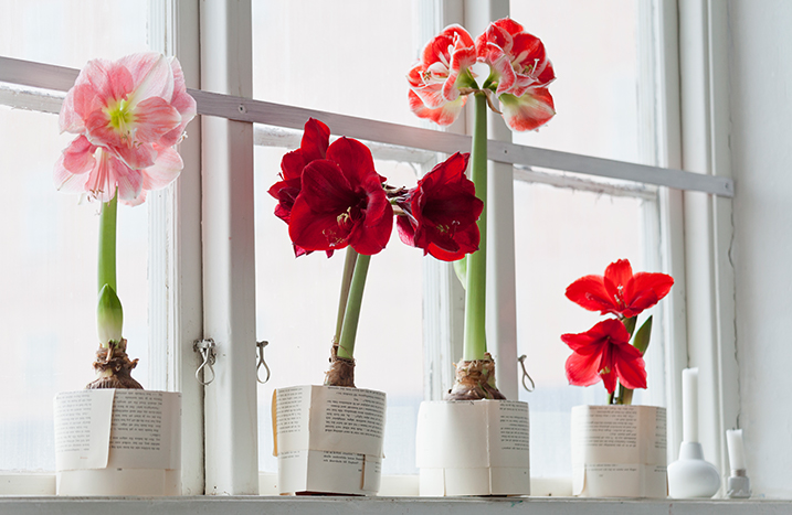 unterschiedlich blühende Amaryllis auf der Fensterbank
