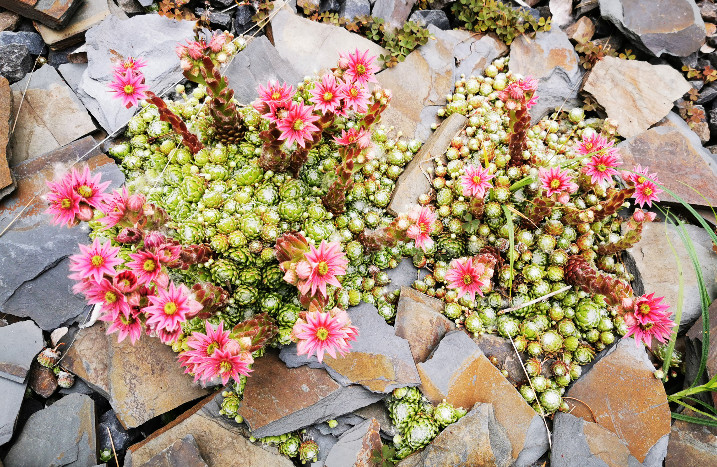 Hauswurz mit rosa Blüten in Steinbeet