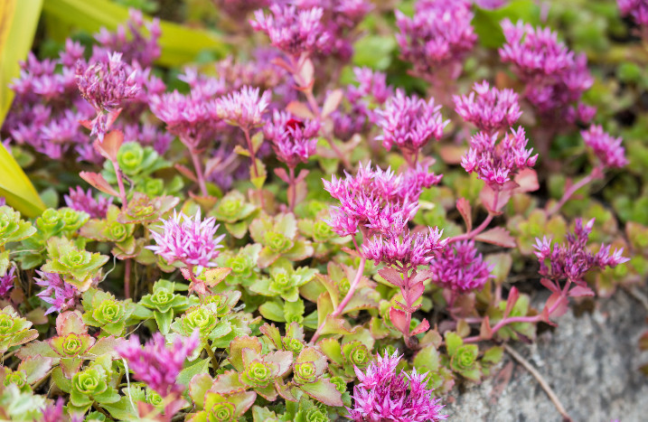 Fetthenne mit violetten Blüten