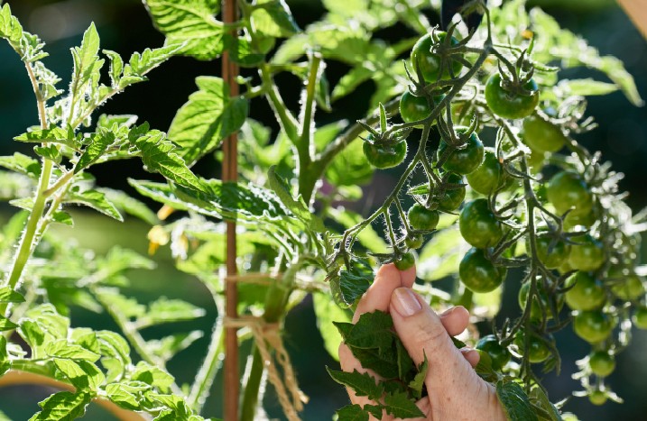 Tomatenpflanzen