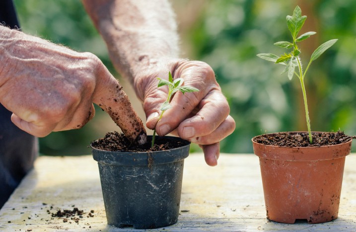 Tomaten werden in Anzuchttopf geplfanzt