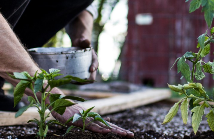 Tomaten werden gepflanzt