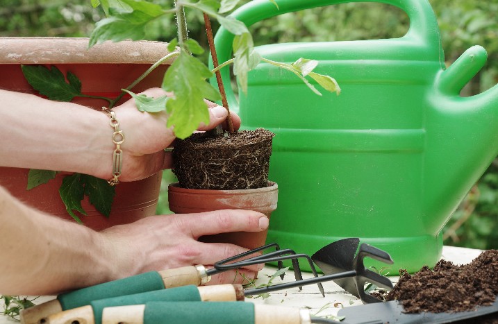 Tomaten-Jungpflanze wird umgetopft