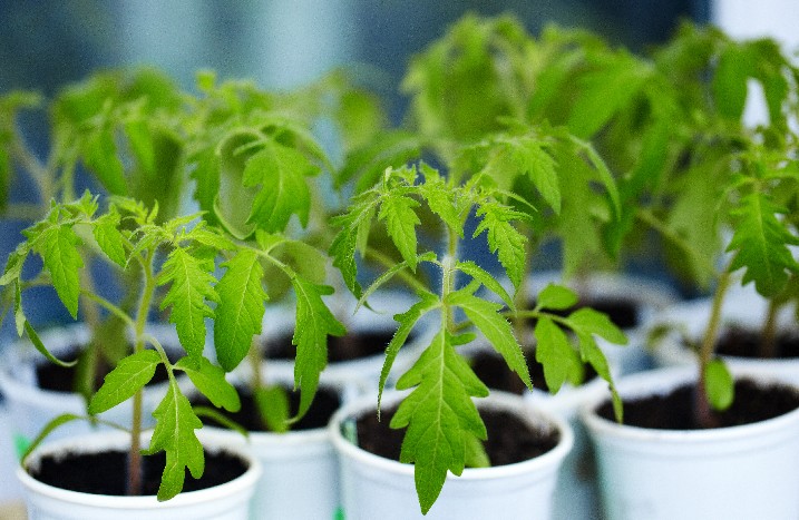 mehrere Tomaten-Jungpflanzen in weißen Töpfen