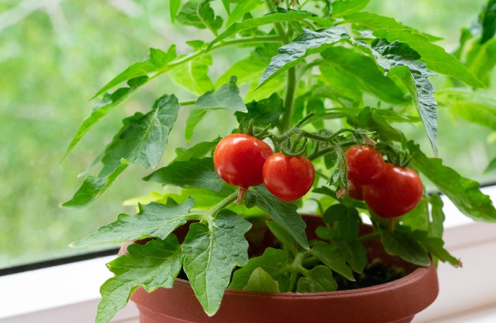 Tomatenpflanze mit Tomaten in einem Topf