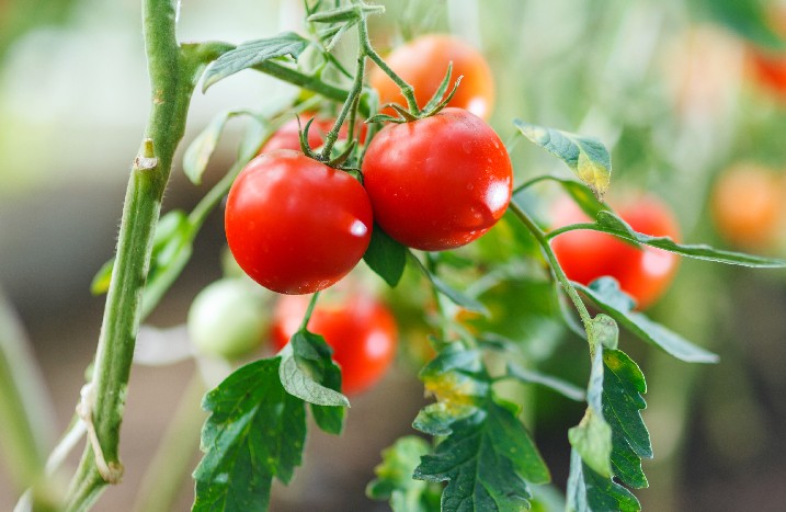 Rote Tomaten an einer Pflanze
