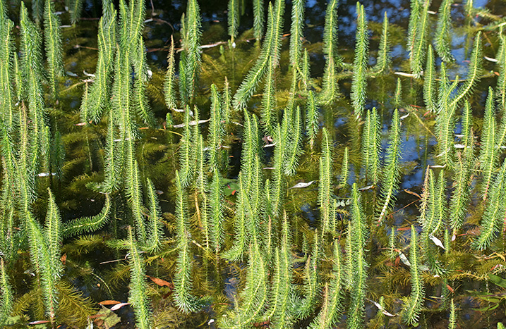Tiefwasserpflanzen
