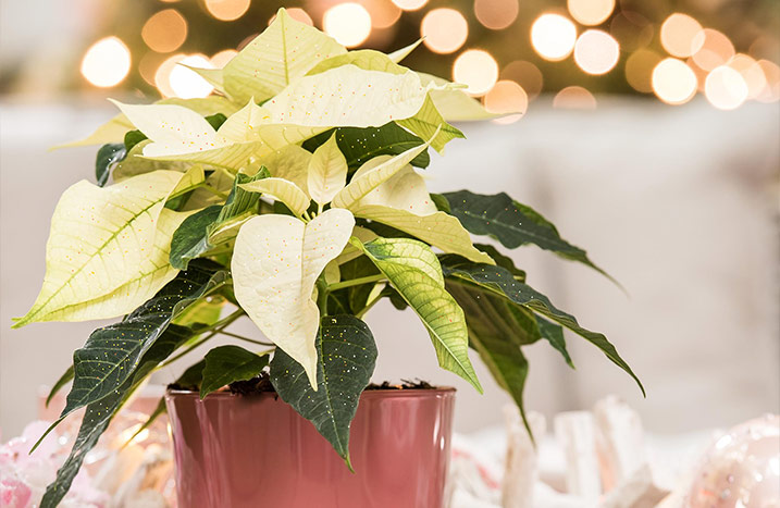 Weihnachtsstern