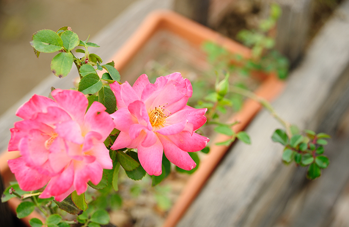 Rosenpflanze