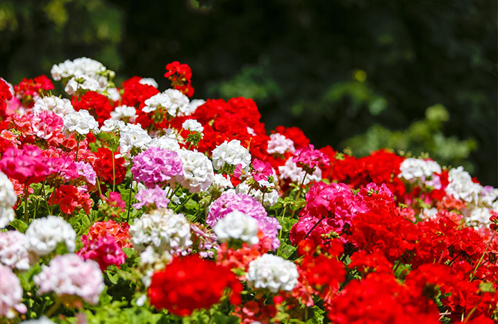 Bunte Geranien