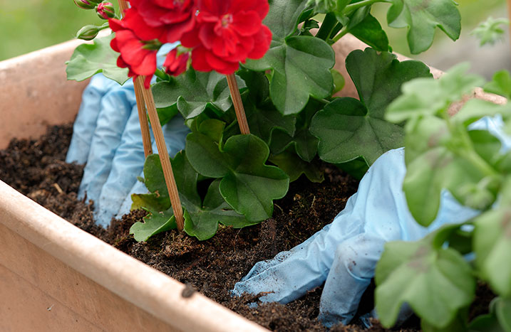 Hände pflanzen Geranien in einen Blumenkübel