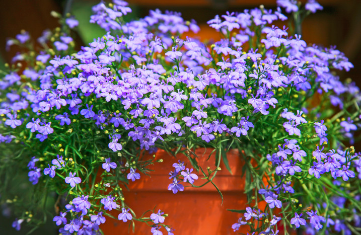 Blaue Lobelien in Topf