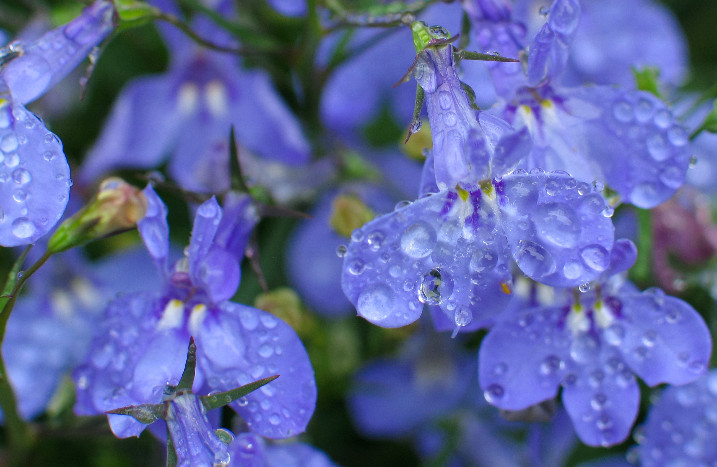 Nahaufnahme von Lobelien im Regen