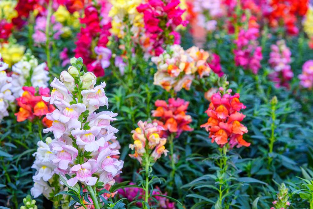 Bunte Löwenmäulchen in einem Blumenbeet.