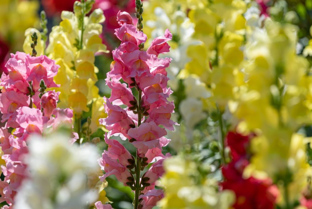 Bunte Löwenmäulchen in pink, gelb und weiß.