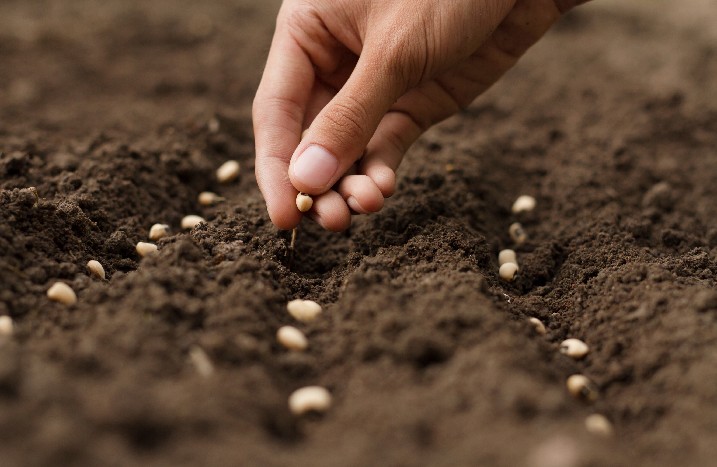 Saatgut wird in der Erde verteilt.