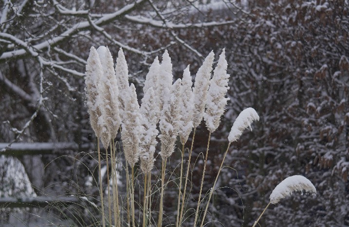 Eingeschneites Pampasgras im Winter.