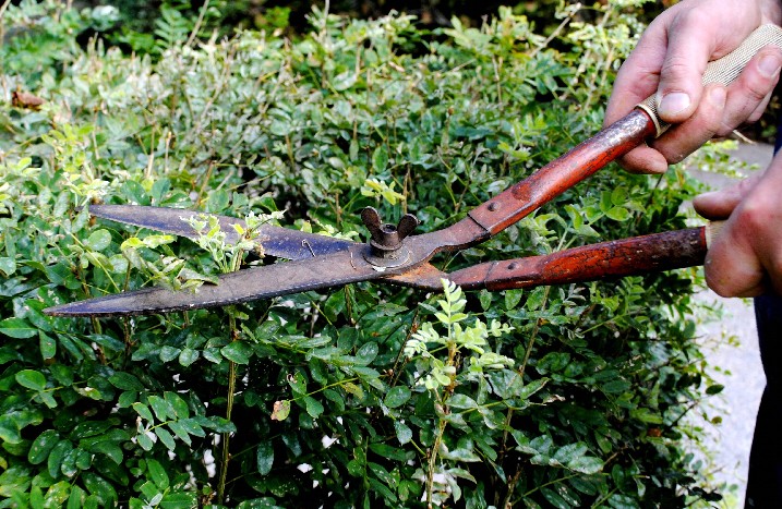 Eine Hecke wird mit einer alten und rostigen Heckenschere geschnitten.