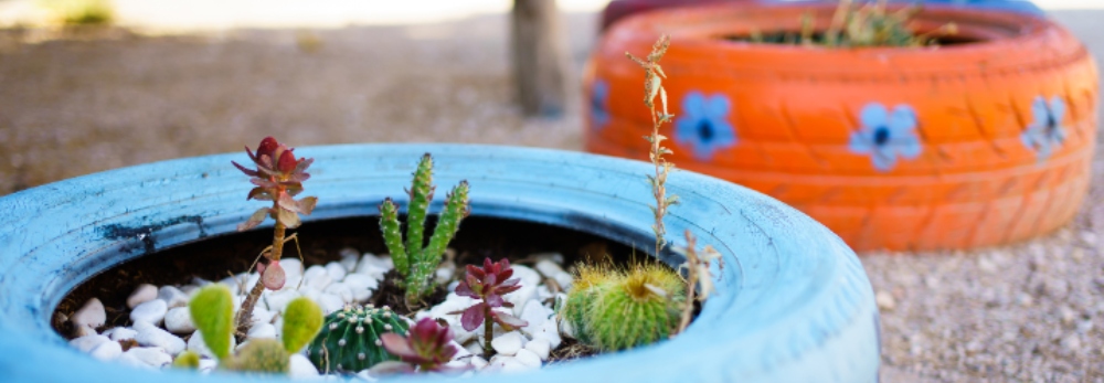 Sukkulenten in alten Reifen