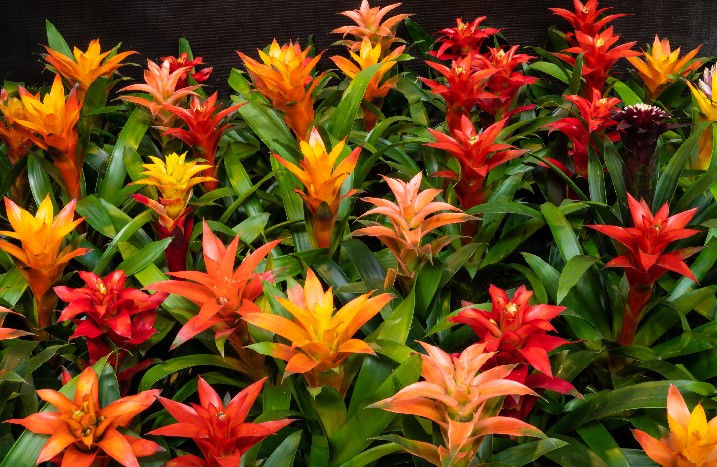 Blühende Bromelien in der Nahaufnahme.