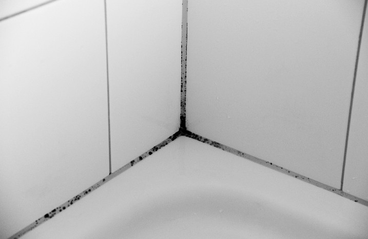Nahaufnahmen von Fugen in der Dusche, in denen sich Schimmel ausgebreitet hat.