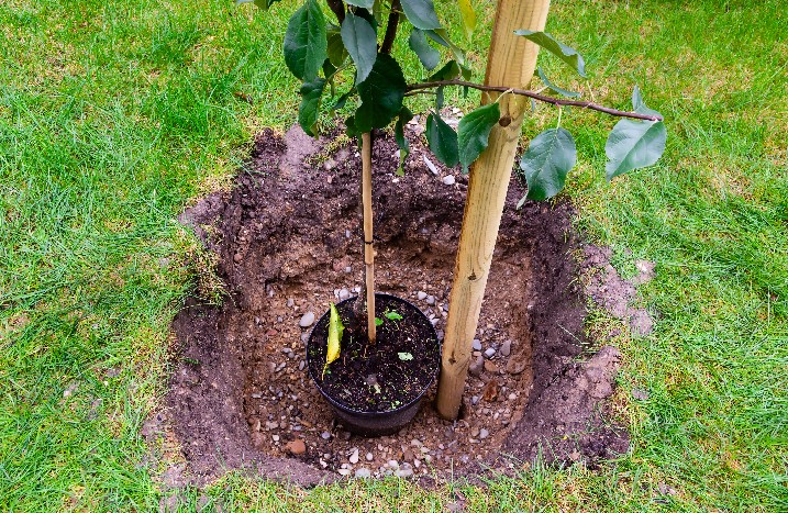 Ein Junger Apfelbaum wird in ein dafür ausgehobenes Loch im Boden gesetzt.