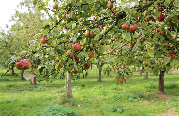 Nahaufnahme eines Apfelbaums auf einer Plantage.