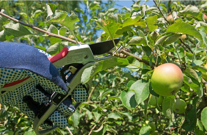 Nahaufnahme eines Apfelbaums mit Früchten, der geschnitten wird.