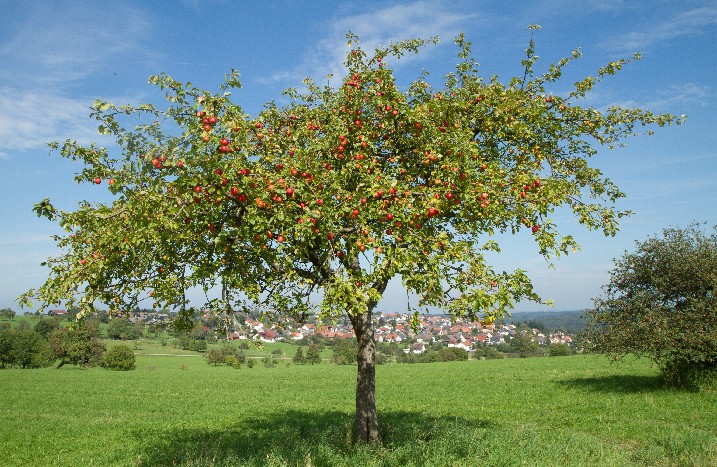 Ein einzelner Früchte tragender Apfelbaum auf einer Wiese.