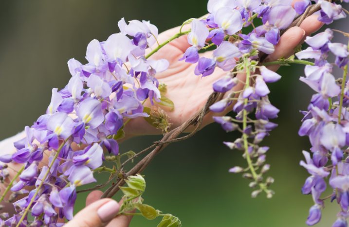 Blauregenblüte in Hand