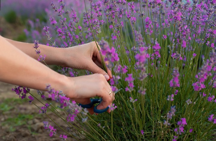 Lavendel schneiden