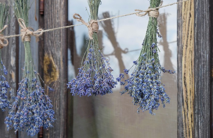 Gebündelter Lavendel hängt zum Trocknen
