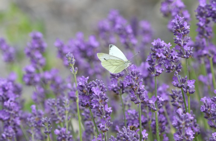 Lavendel mit weißem Schmetterling